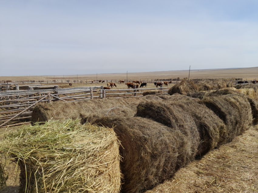 Аграрии семи округов Забайкалья готовы реализовать 2 тысячи тонн кормов для зимовки скота